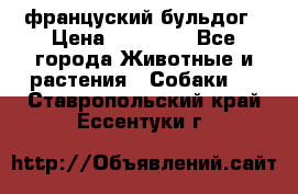 француский бульдог › Цена ­ 40 000 - Все города Животные и растения » Собаки   . Ставропольский край,Ессентуки г.